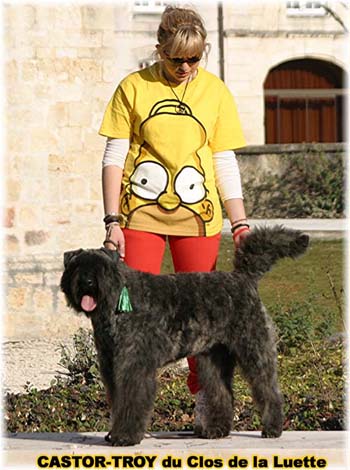 bouvier des flandres du clos de la luette - copyright d&eacute;pos&eacute;